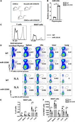 MicroRNA-155 Regulates MAIT1 and MAIT17 Cell Differentiation